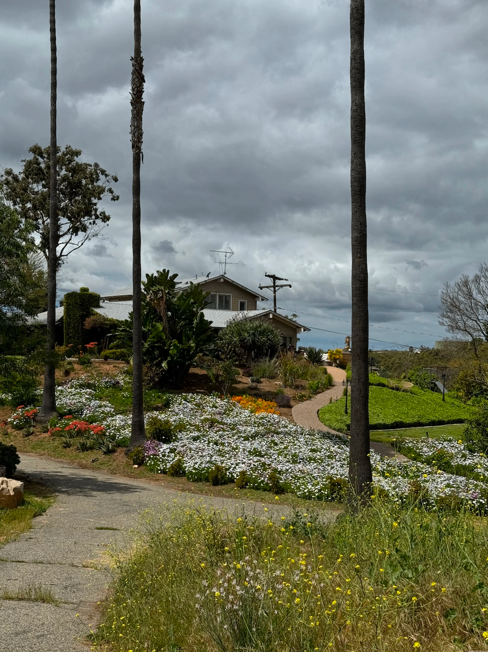 Estate approach with palm trees, flowers, and winding garden path