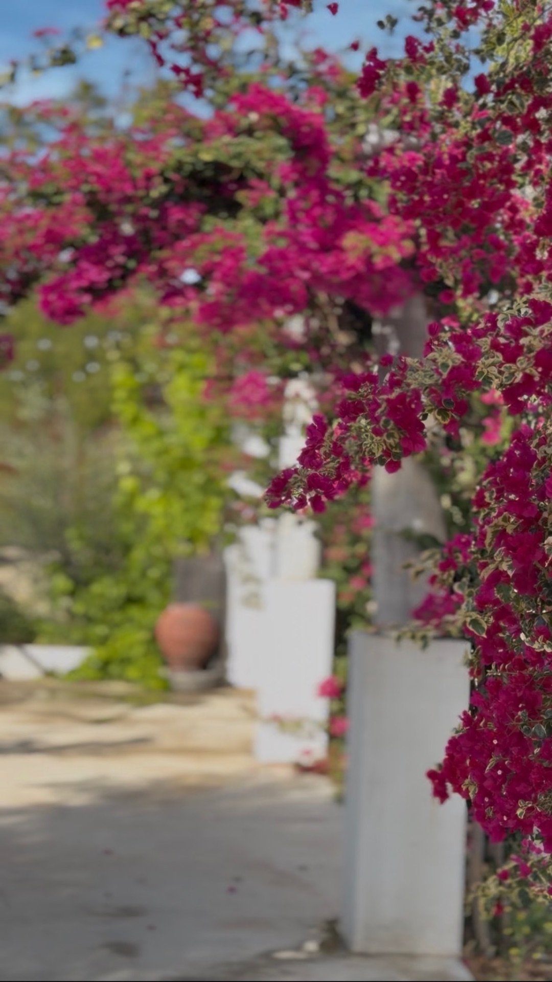 Bougainvillea-framed entrance