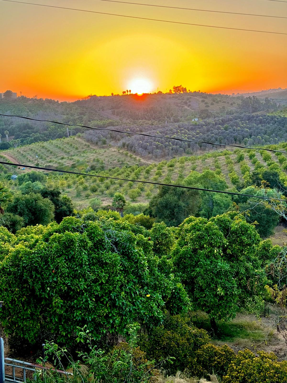 Orchard exterior at sunset